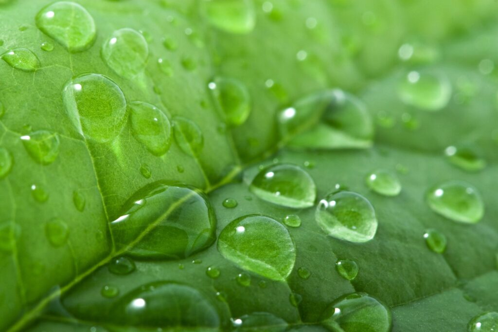 leaf with water drops