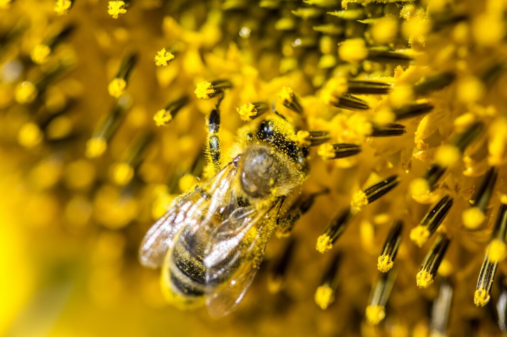 Bee on a sunflower