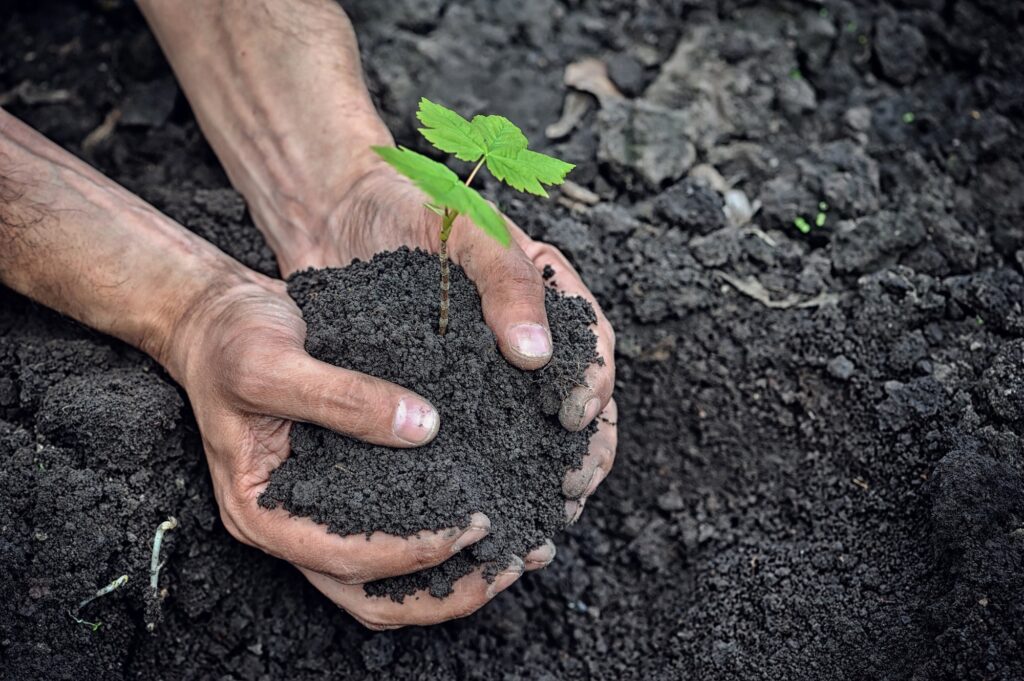 Hands holding young plant with soil