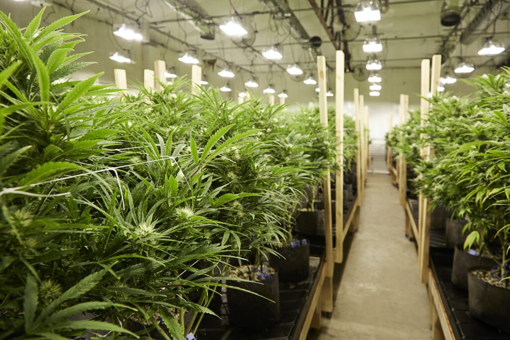 Cannabis plants growing in greenhouse