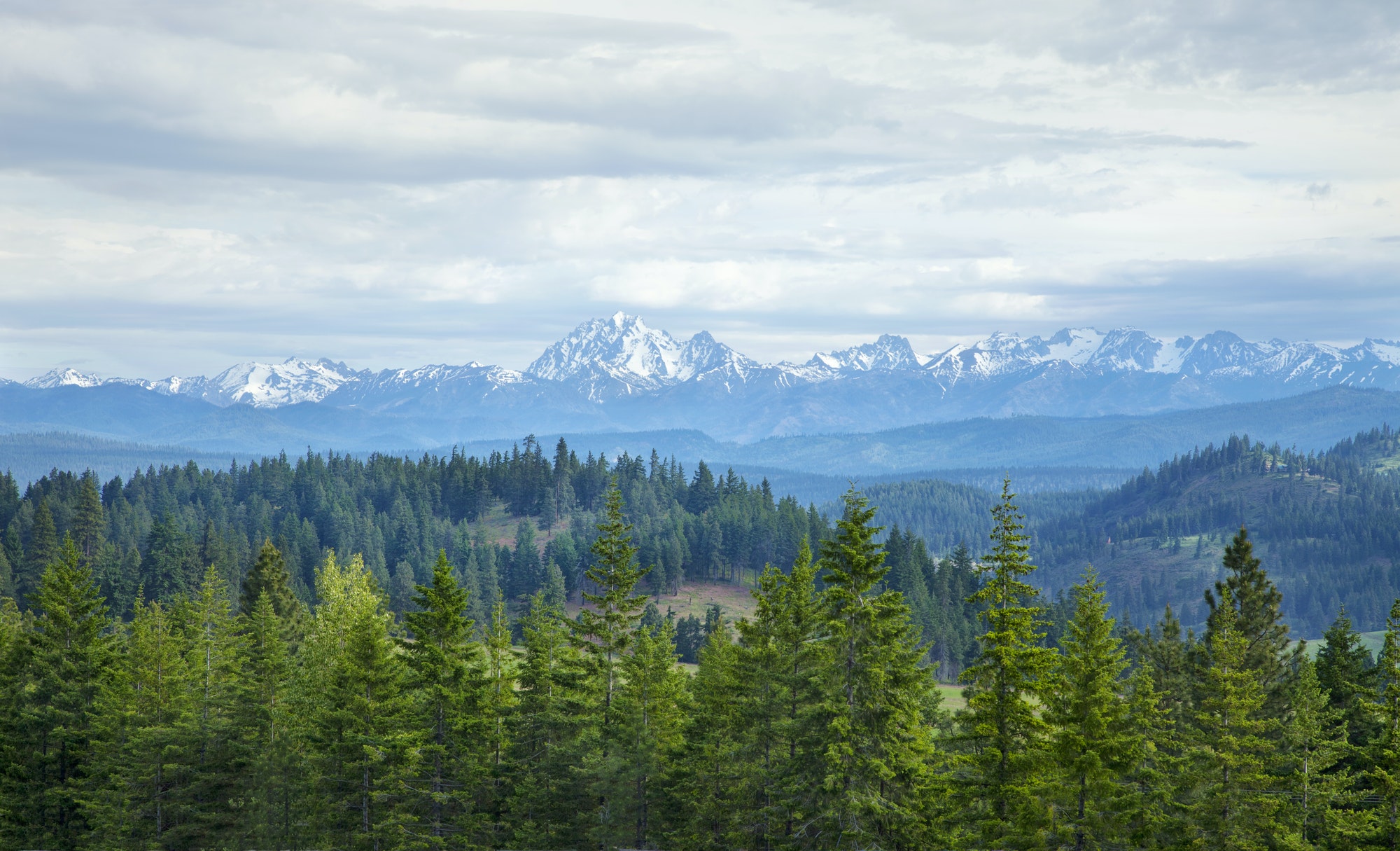 Mountains and Pines in Washington State