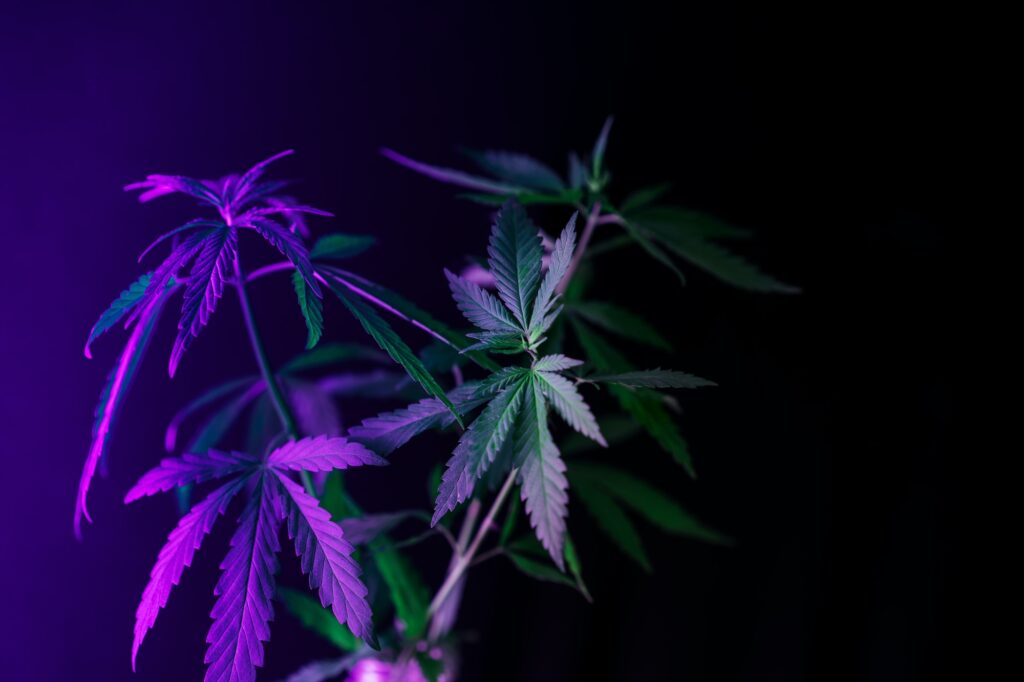 Cannabis bush under ultraviolet light against black background