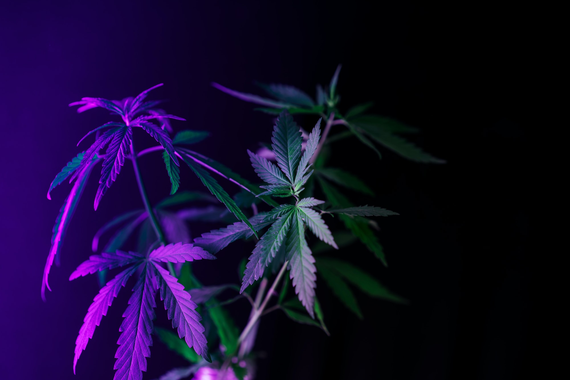 Cannabis bush under ultraviolet light against black background