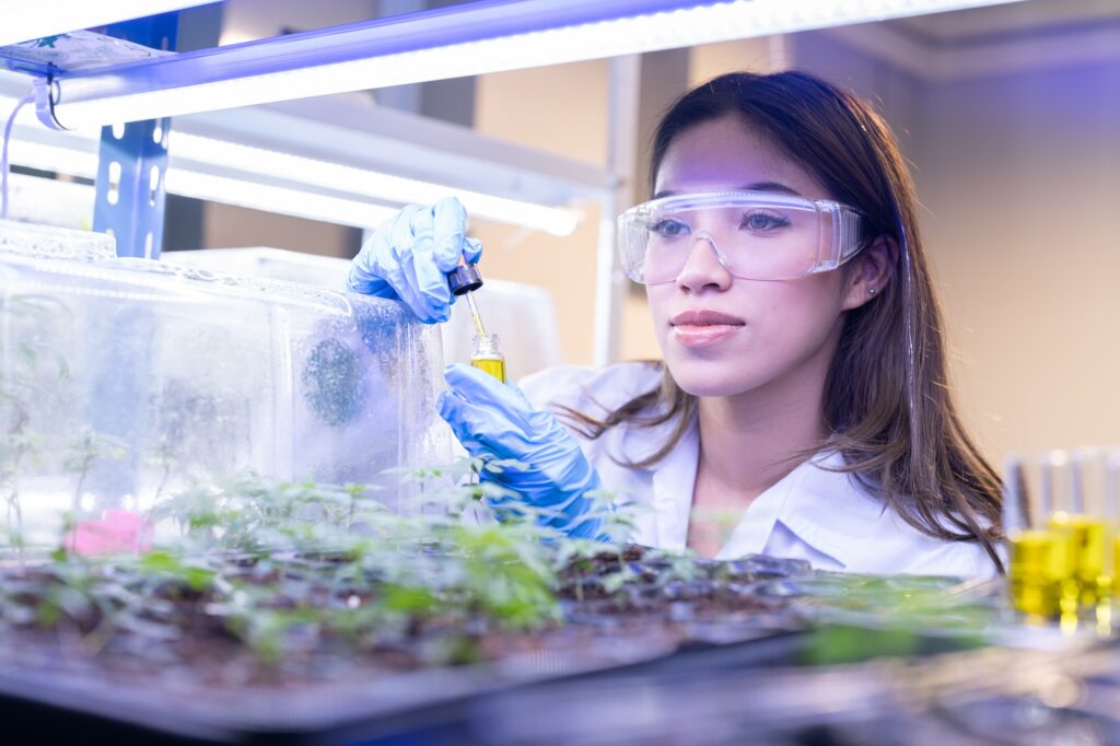 researcher monitor growing up development of cannabis flower