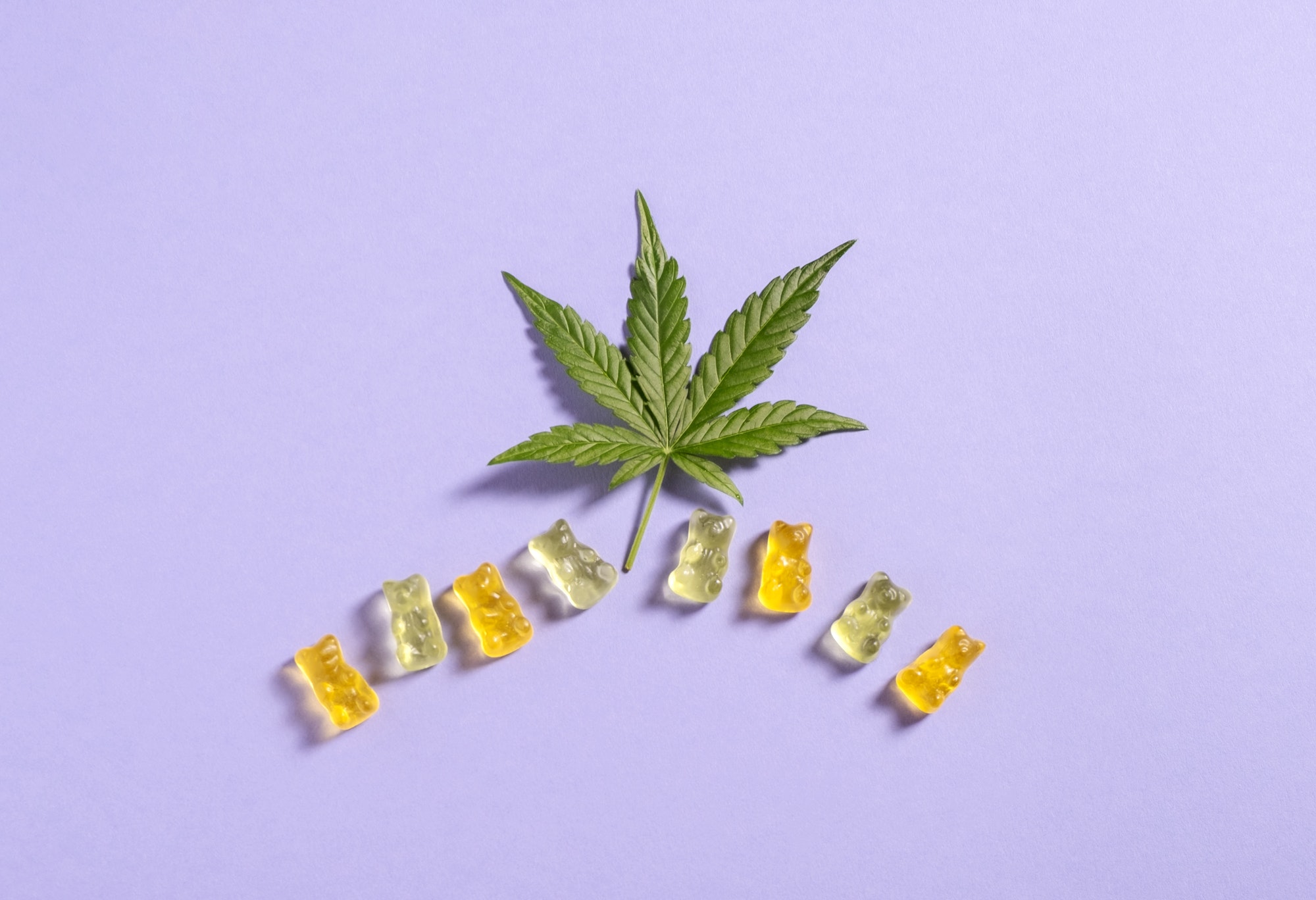 Top view colorful gummy bears and cannabis leaves on light violet background. Copy space.