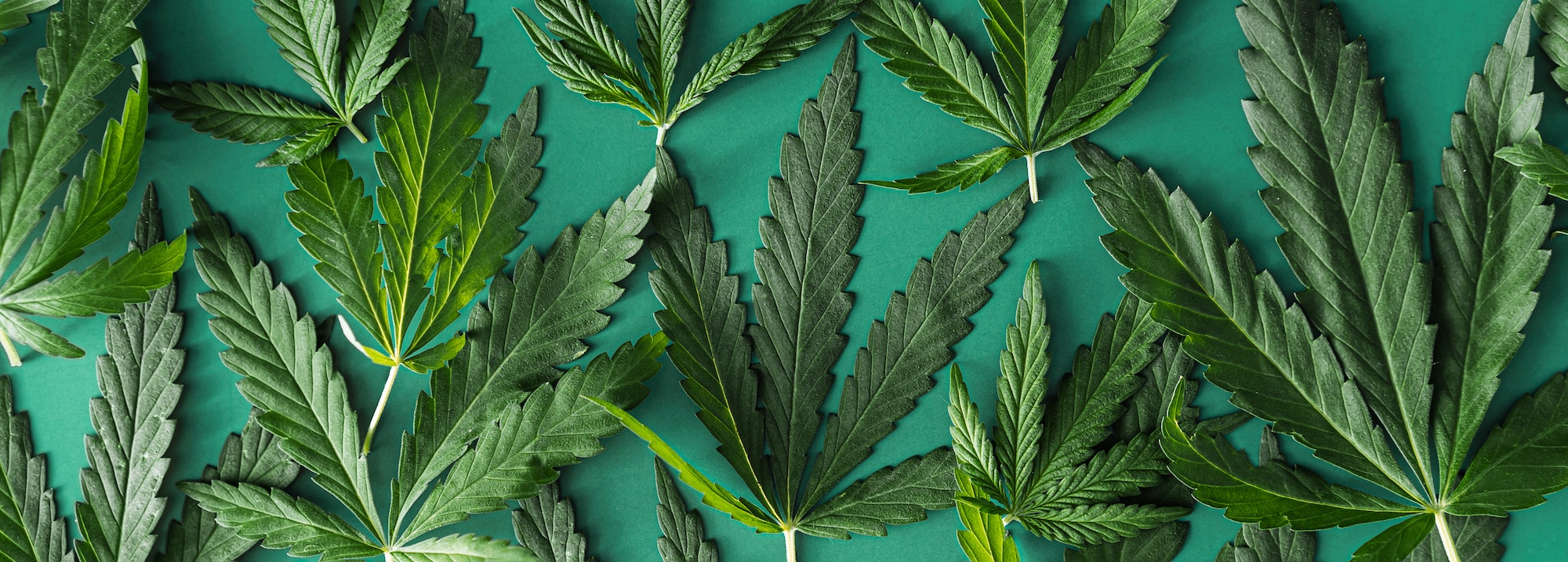 Background of green cannabis leaves, long banner