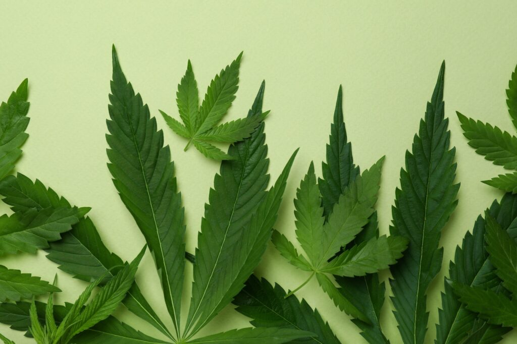 Cannabis leaves on green background, close up