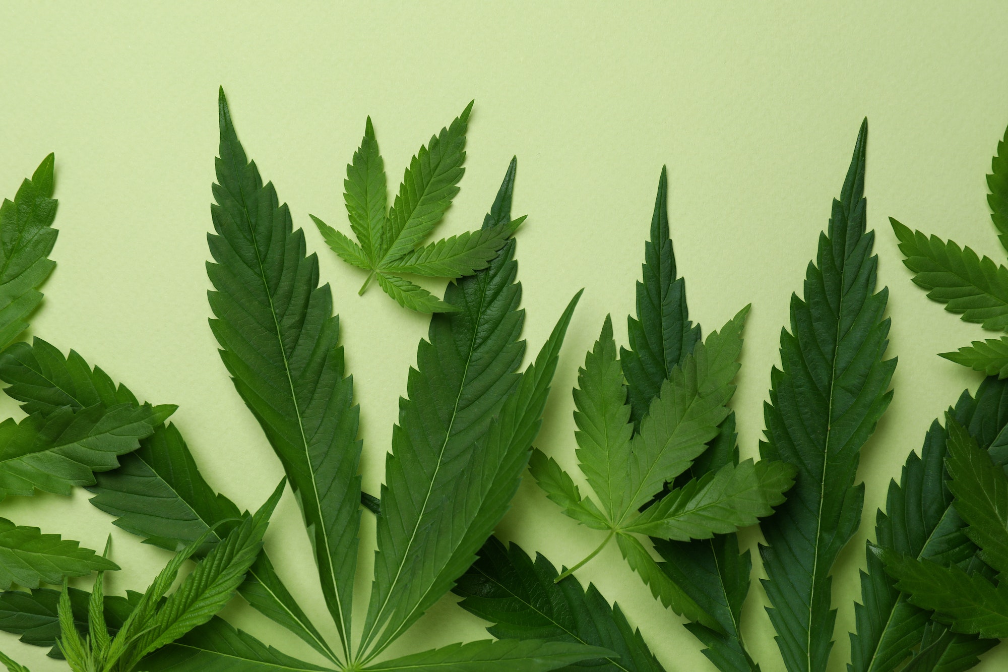 Cannabis leaves on green background, close up