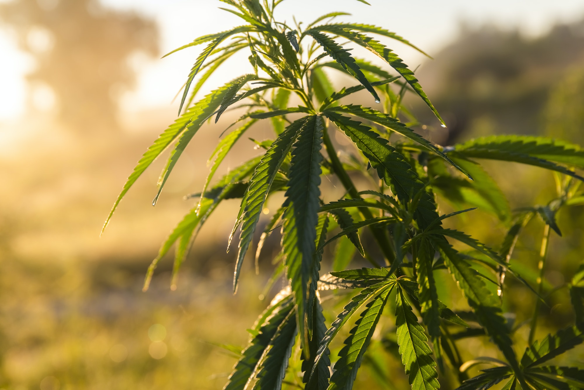 Green bushes of marijuana. Close up view of a young medical marijuana cannabis leaves