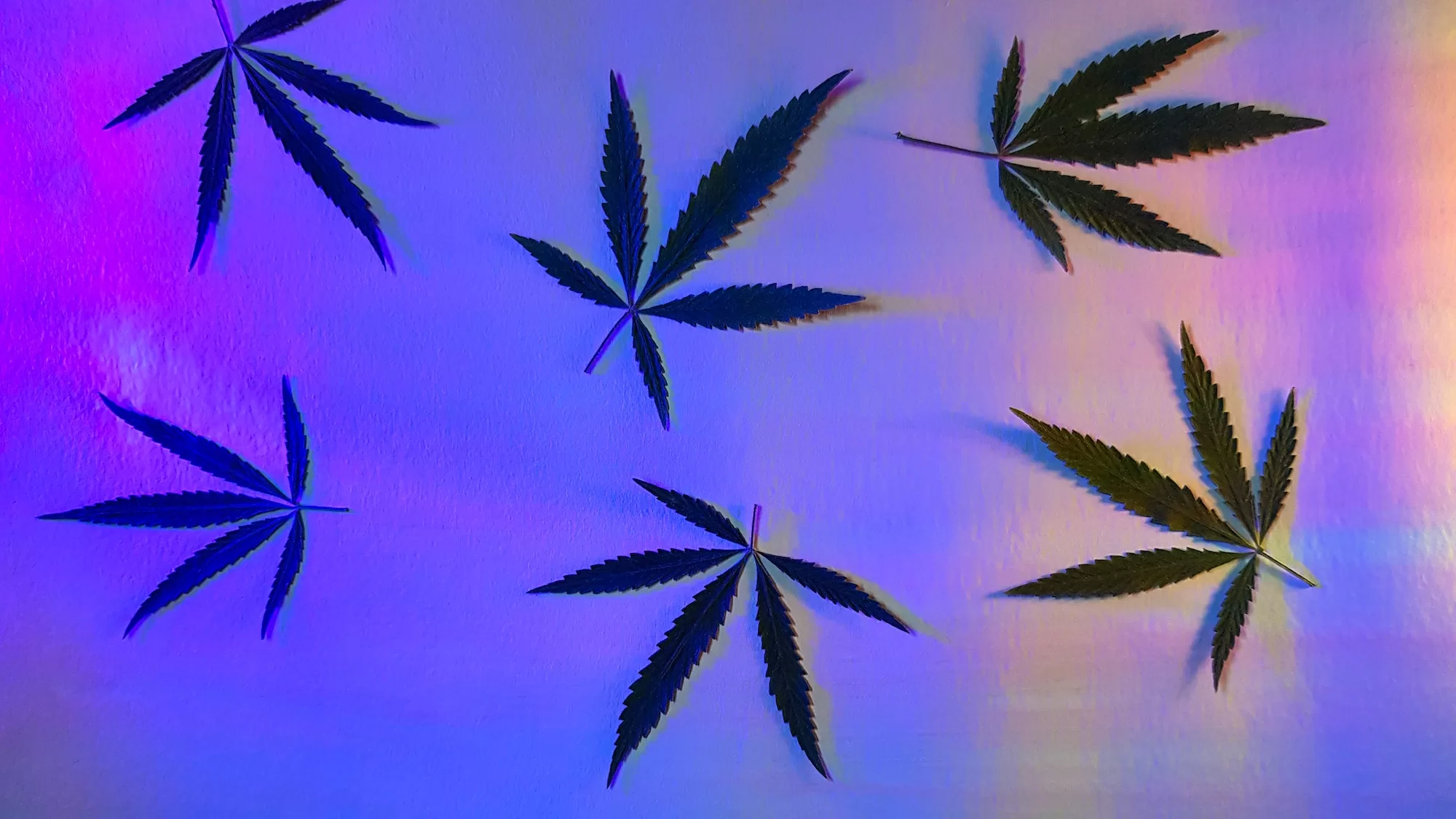 Leafs cannabis, marijuana on shiny neon blue pink background in holographic design, legalization
