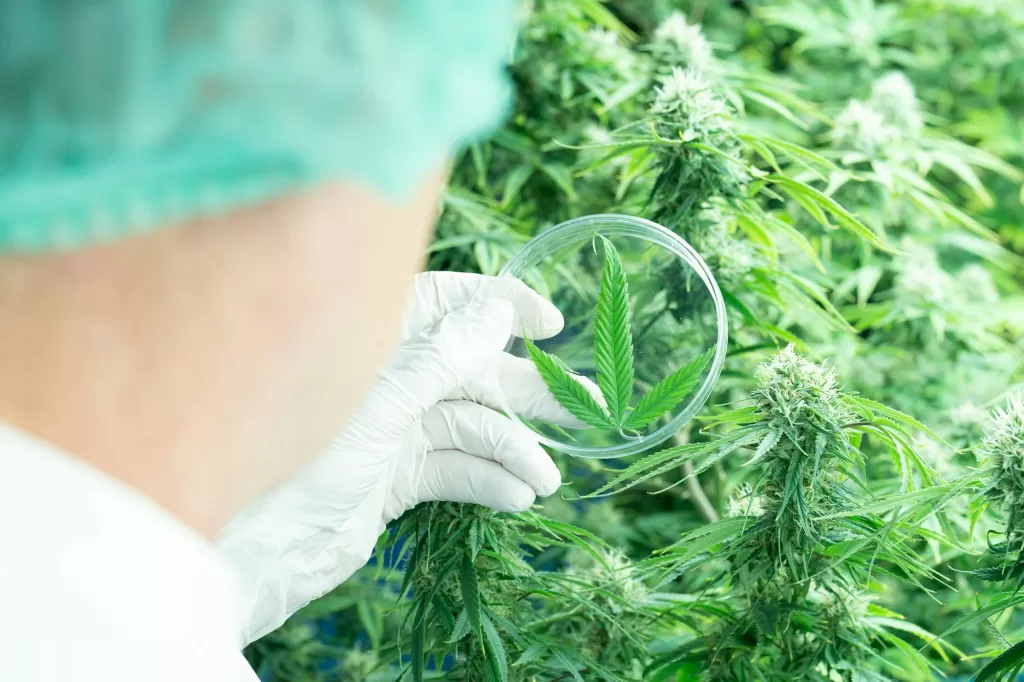 researcher monitor growing up development of cannabis flower